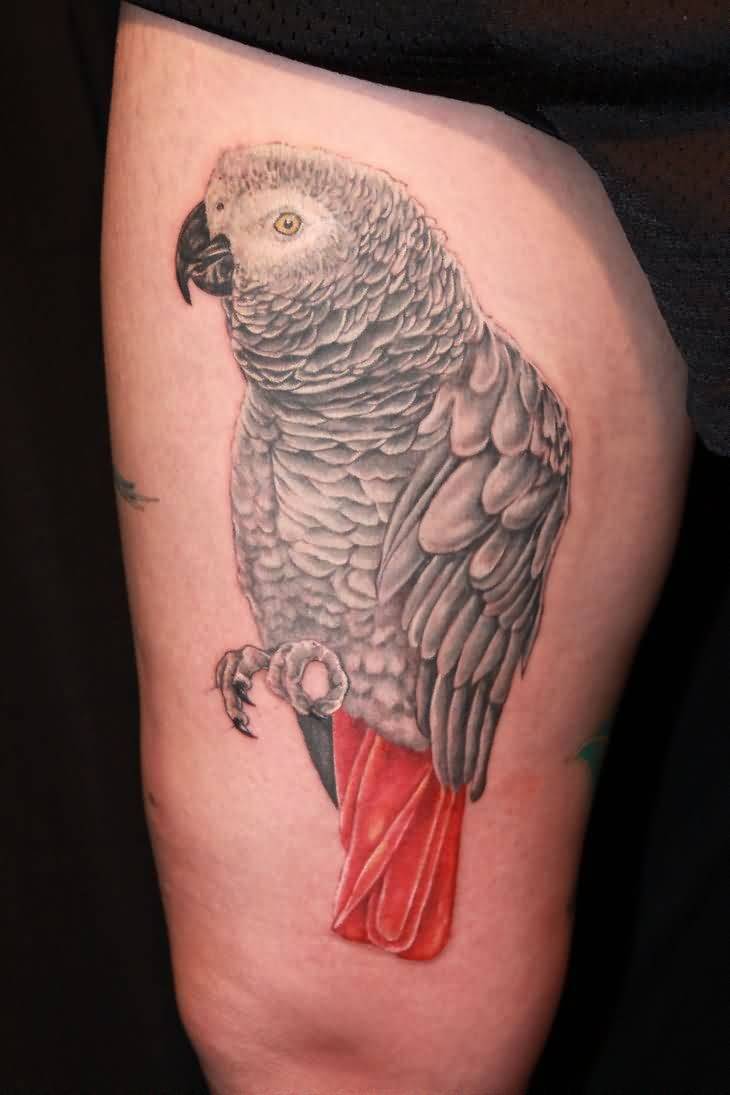 Nice Popular African Parrot Tattoo Pic